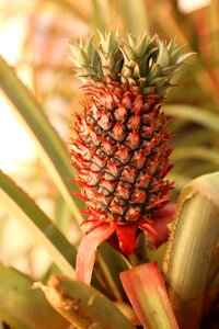 Flora pineapple agriculture photo