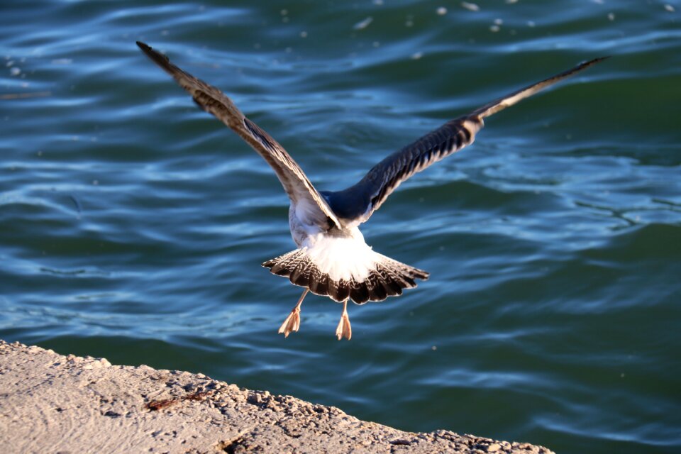 Outdoors wildlife mar