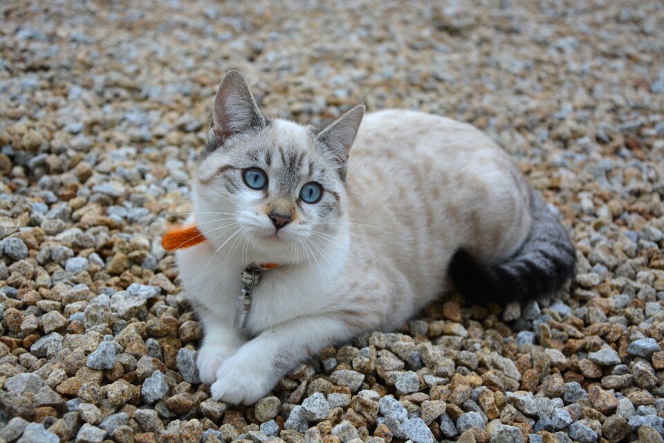 Animal domestic animal blue eyes photo