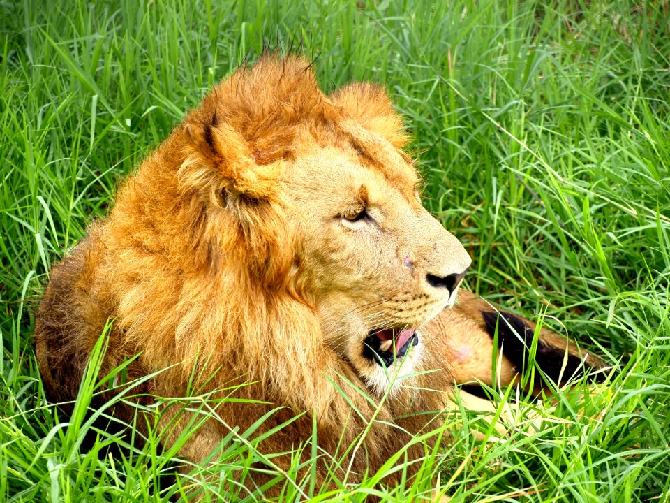 Predator mammal wildlife