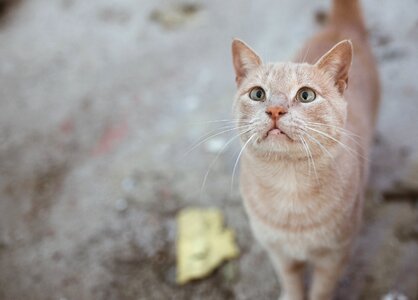 Park sweet animal portrait