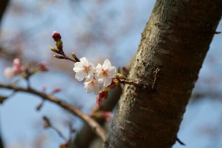 Outdoors flowers cherry blossom