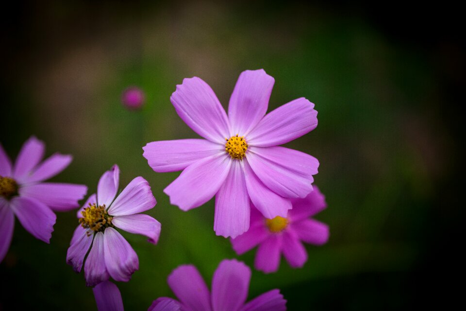 Flower autumn fall flowers