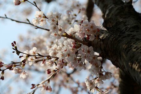 Outdoors flowers cherry blossom photo