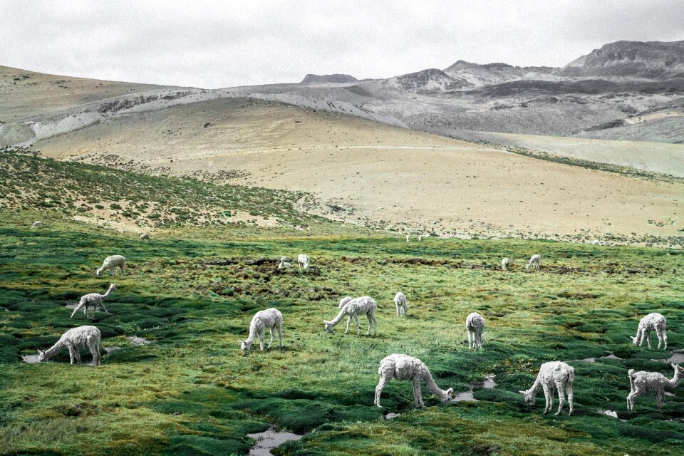 Grass herbivore mountain
