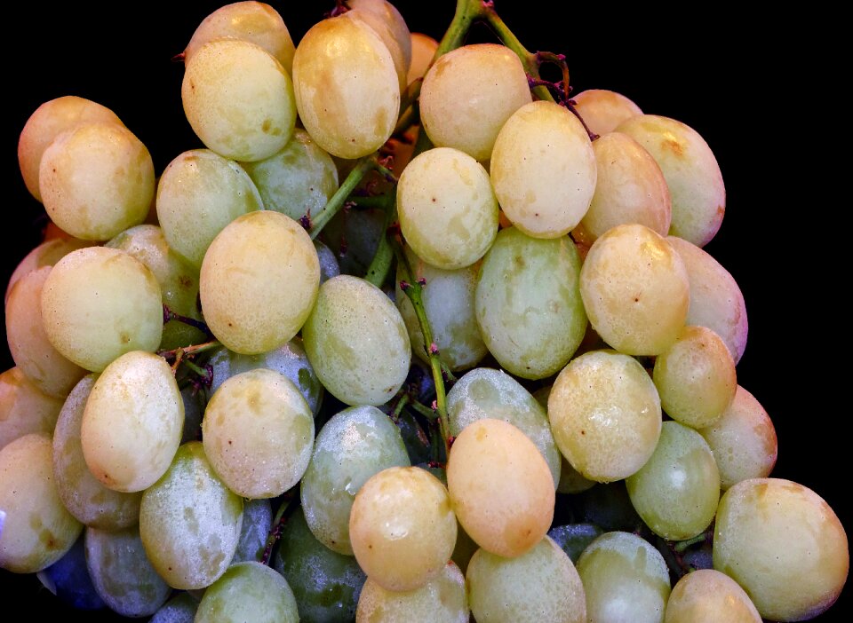 Panicle crop pods