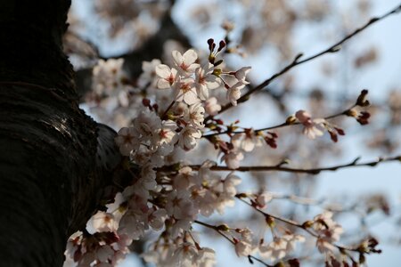 Outdoors flowers cherry blossom photo