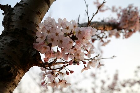 Nature outdoors flowers