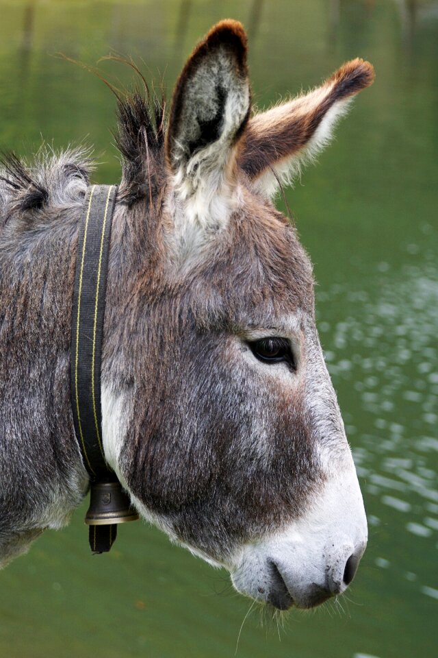 Meadow ears creature photo