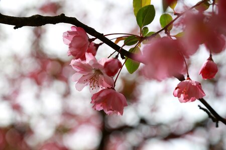 Outdoors flowers cherry blossom photo