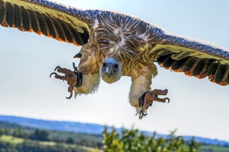 Raptor sky scavenger photo