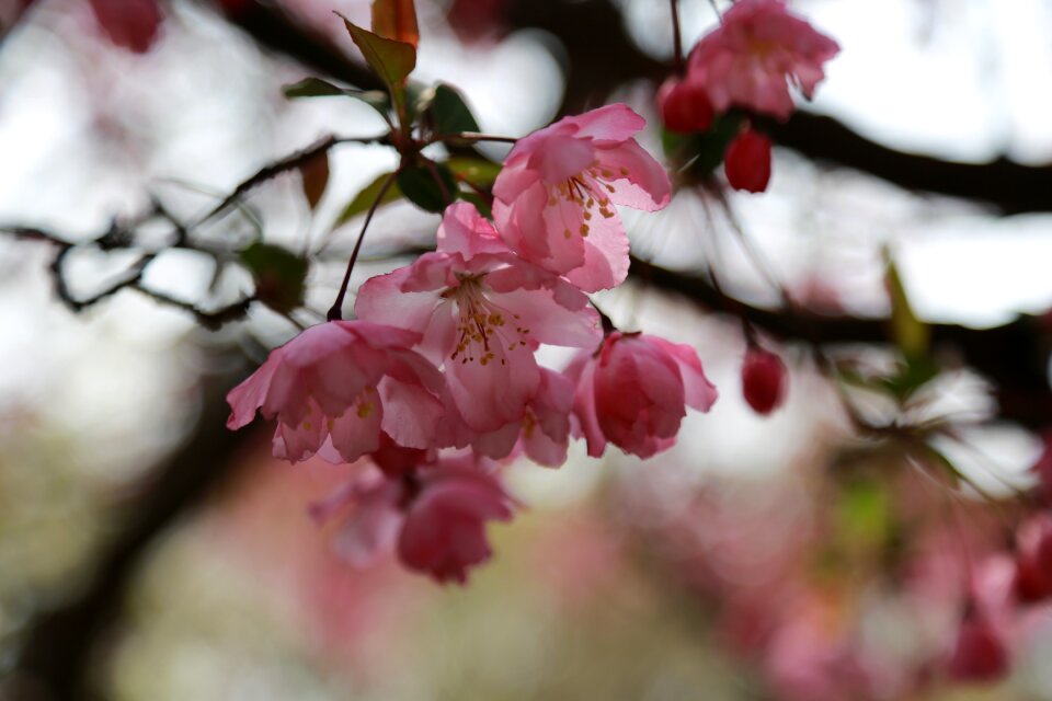 Outdoors flowers cherry blossom