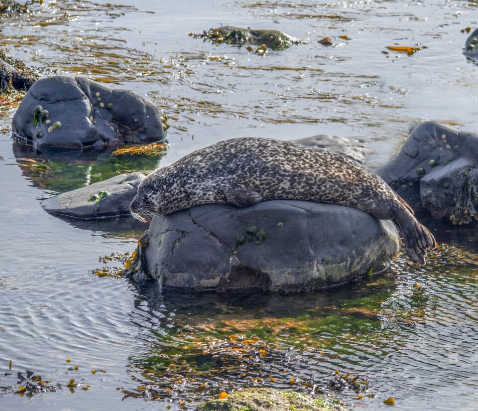 Wildlife river seal
