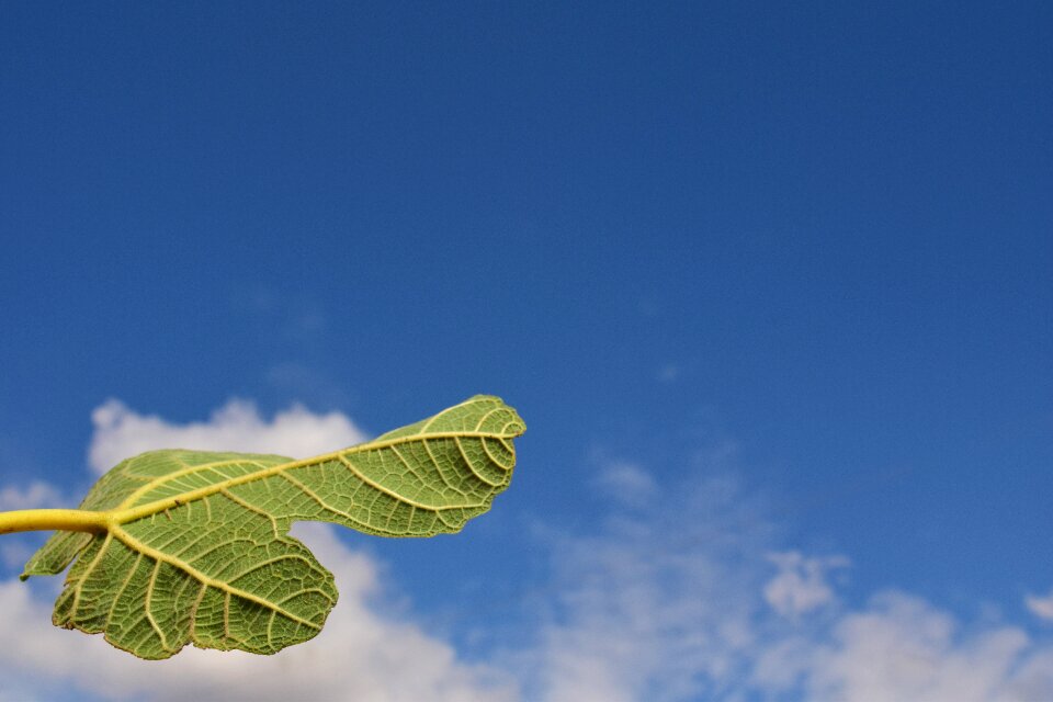 Green nature macro