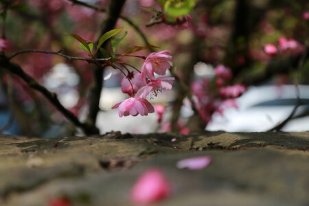 Outdoors flowers cherry blossom photo