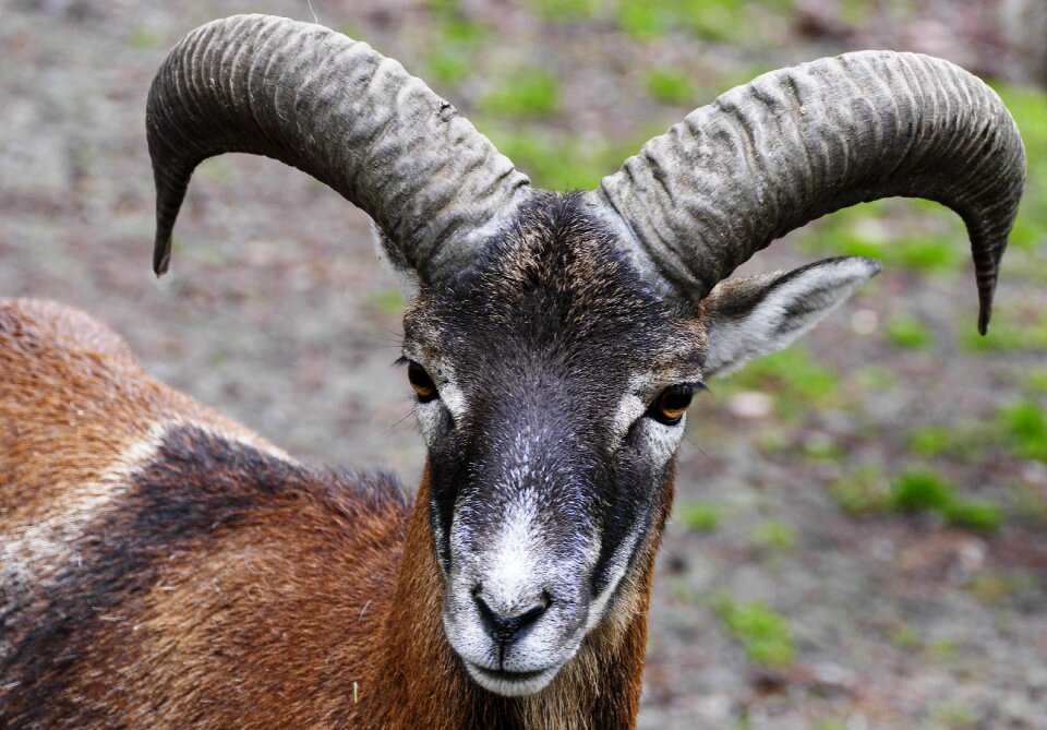 Portrait wild sheep ovis gmelini