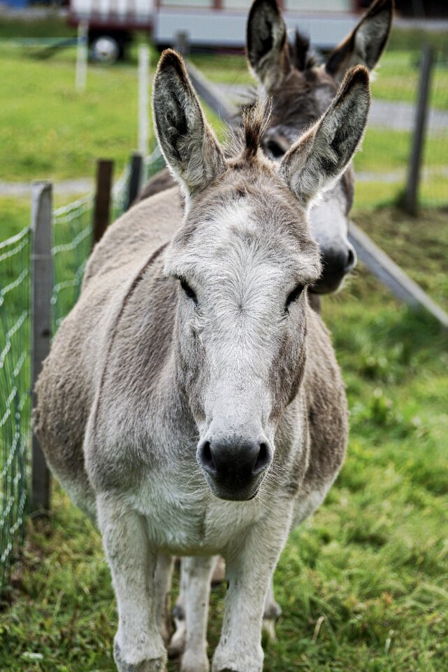 Meadow ears creature photo