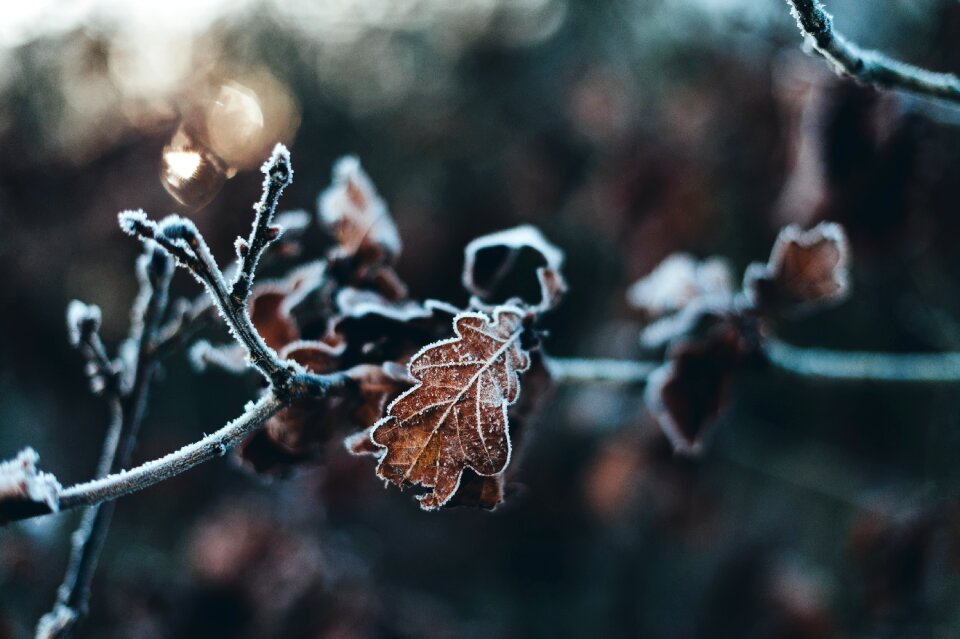 Branch tree snow