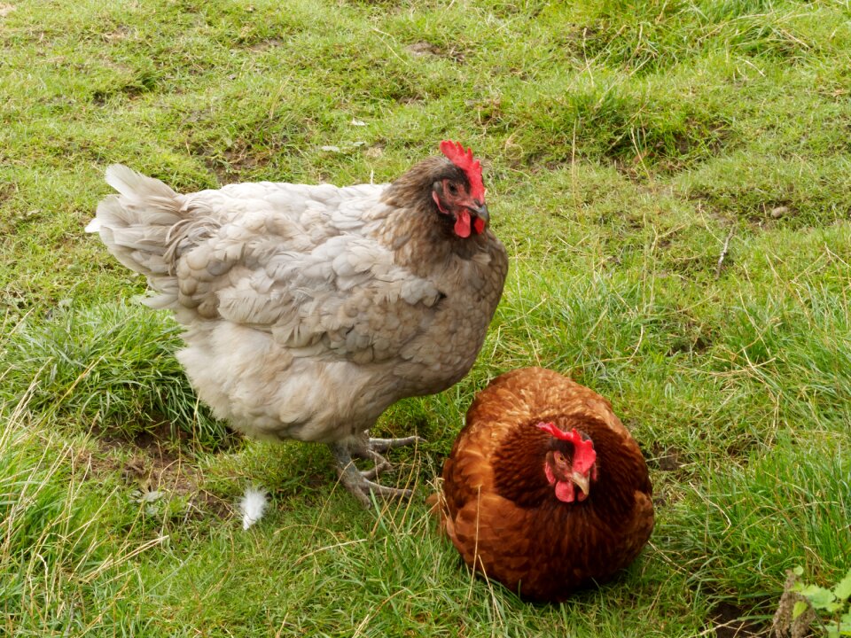Poultry animal backyard