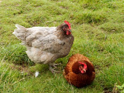 Poultry animal backyard photo