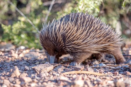 Egg-laying mammal spiny anteater spiky