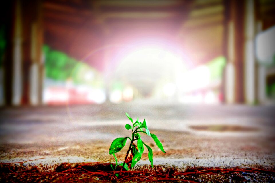 Plant sprout leaves