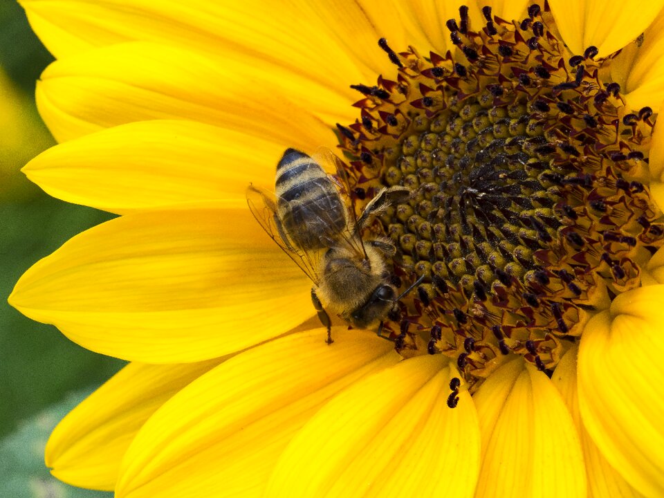 Nature forage flying insect