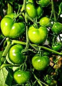 Greenhouse tomato plant garden