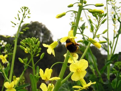 Insect flowers sucking