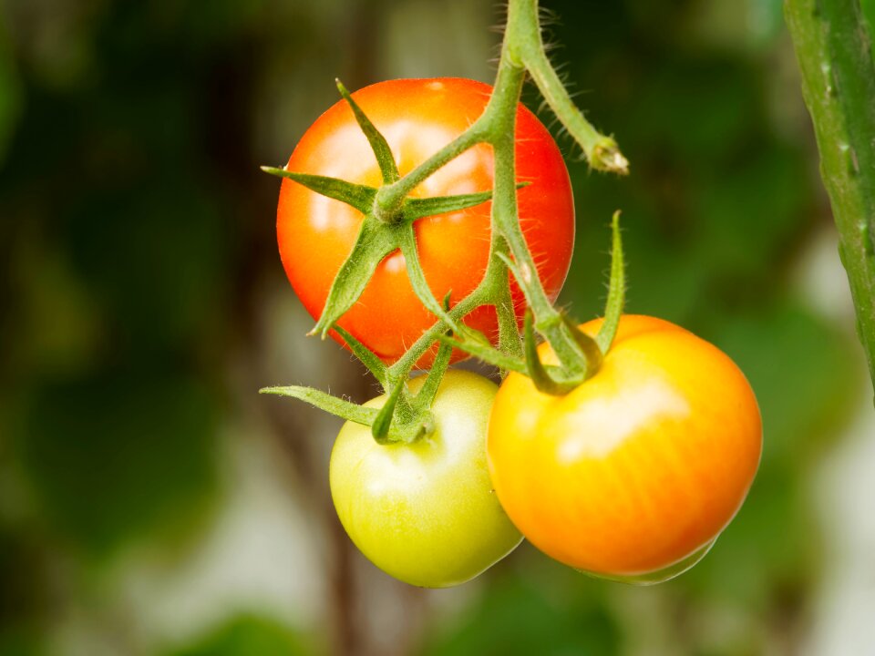 Power red fruits and vegetables