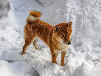 Winter dog in the snow dog in the winter
