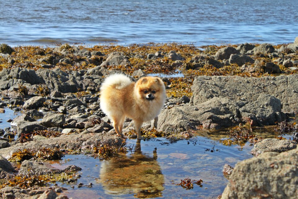 Spitz miniature pure-breed dog a friend of man