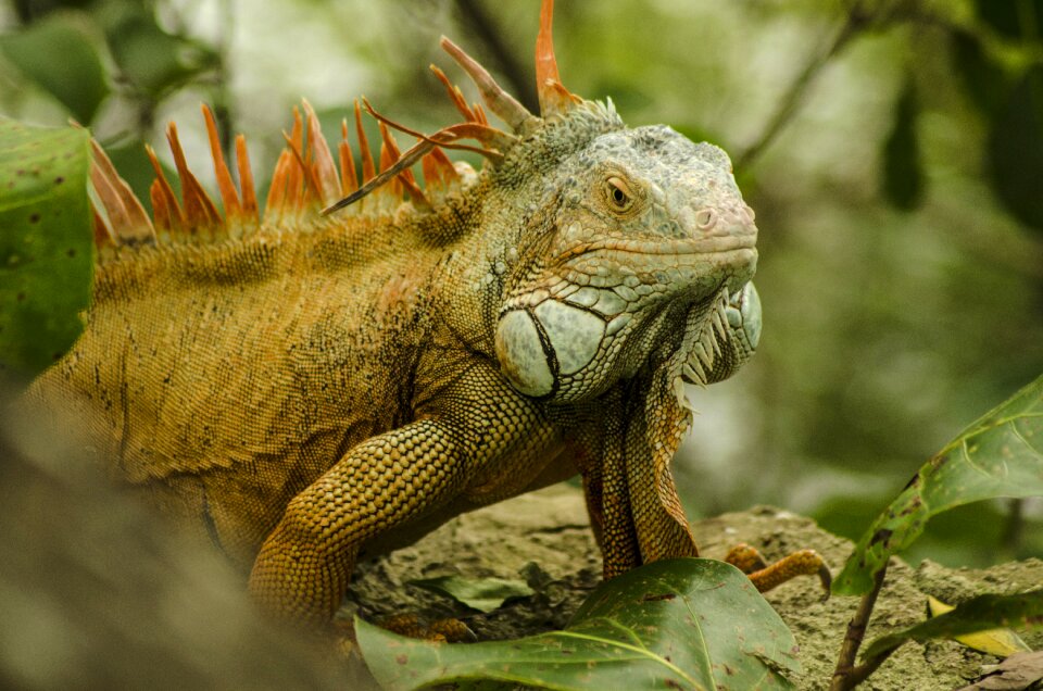 Wildlife reptile lizard