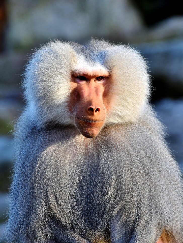 Creature grey animal