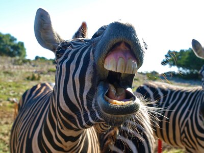 Wild zebra mammal photo
