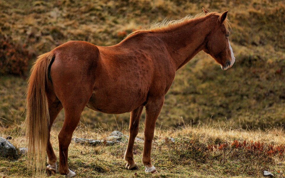Animal animal world nature