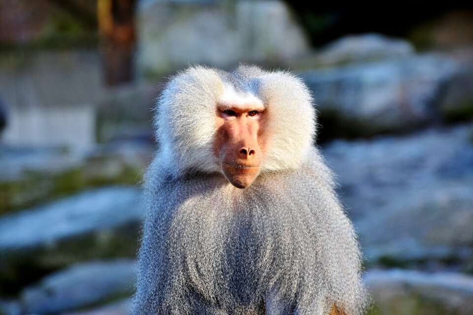 Creature grey animal