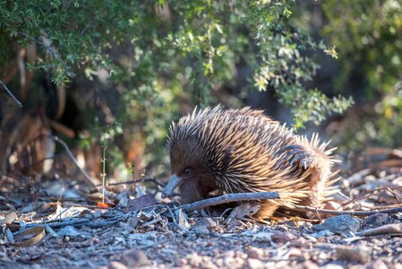 Egg-laying mammal spiny anteater spiky