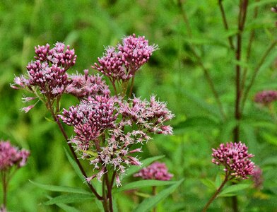 Pink flowers flower photography plant