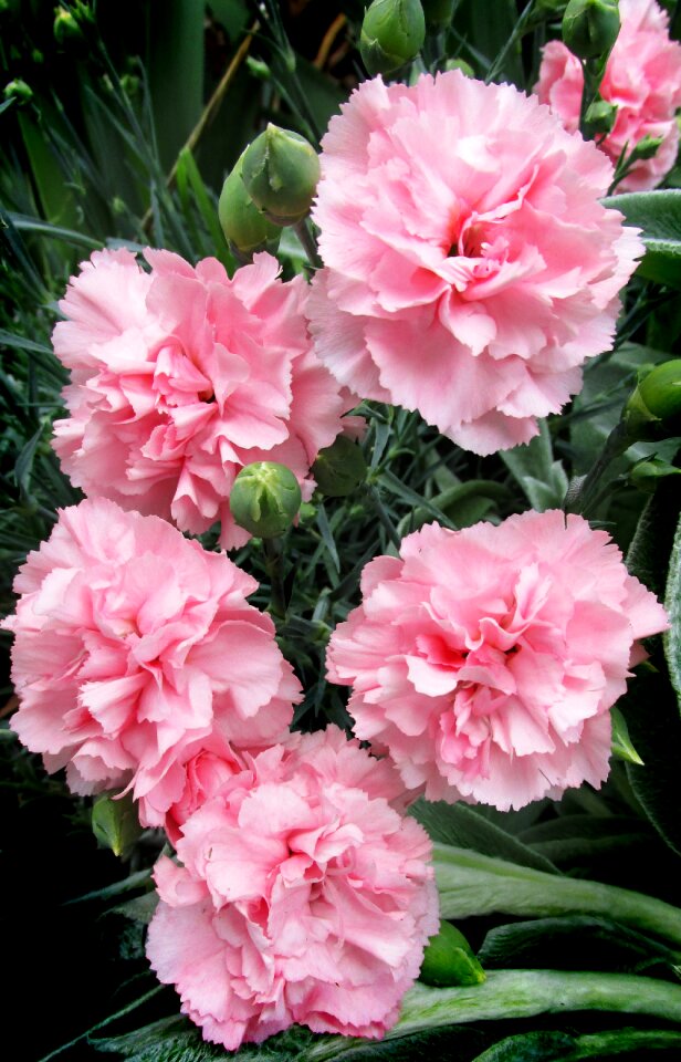Fragrant plant garden