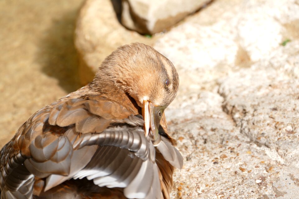 Animal feather beak
