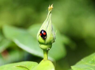 Nature leaf no