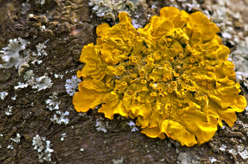 Macro mushroom tree