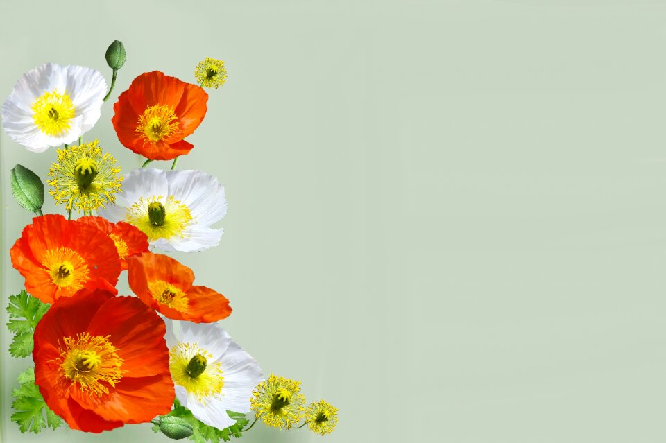 Poppies flowers design