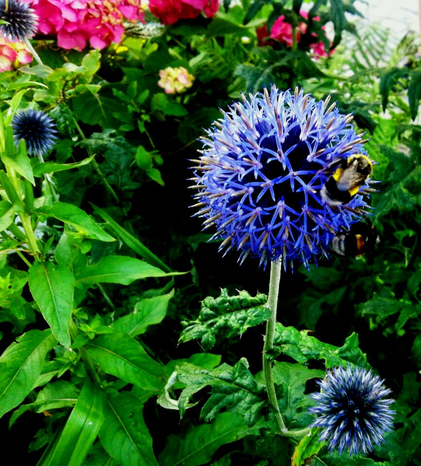 Flower nature in the garden