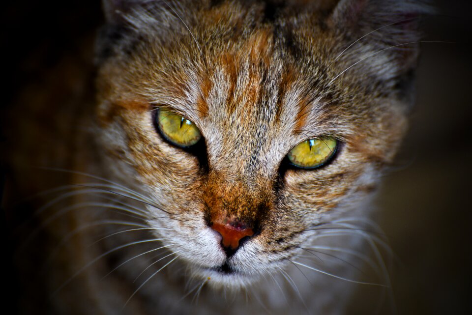 Portrait mammal pet