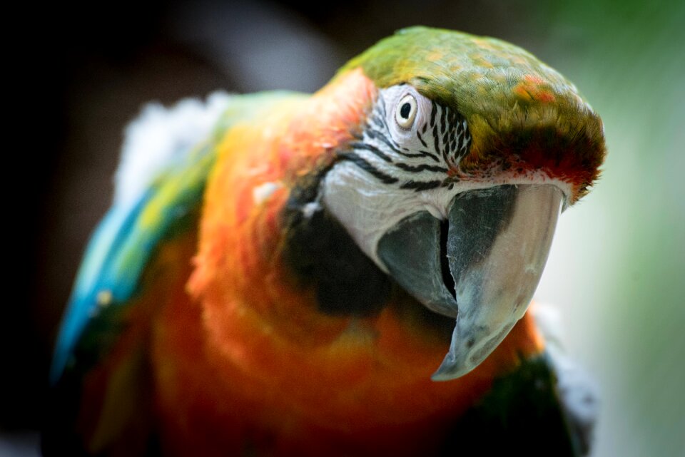 Fly animals beak