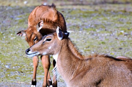 Wild africa safari photo