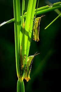 Grasshopper wildlife closeup photo