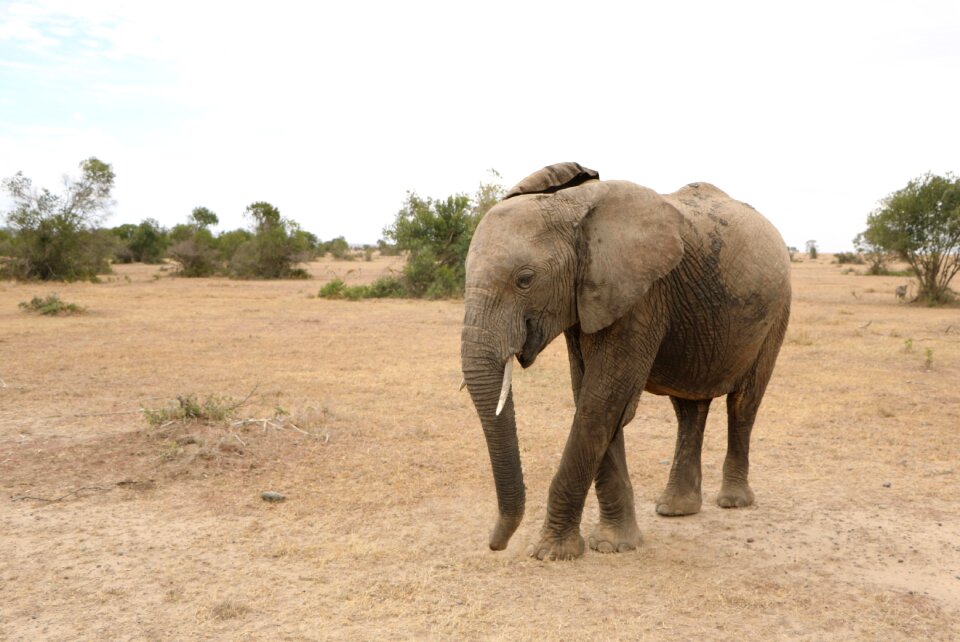 Wildlife animal wild